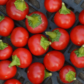 Piment fort Szentesi Cherry. Petits piments rouges arrondis avec leurs pédoncules verts. Le cadrage permet de voir les formes, les couleurs et les détails du sujet représenté. Les contours se détachent du fond de l’image, avec des différences de teinte et de texture visibles sur les surfaces. Cette vue accompagne la présentation du produit dans la boutique.