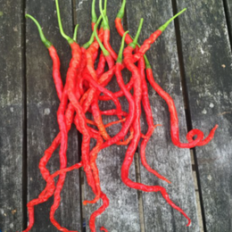Organic 'Mountain Longhorn' hot pepper