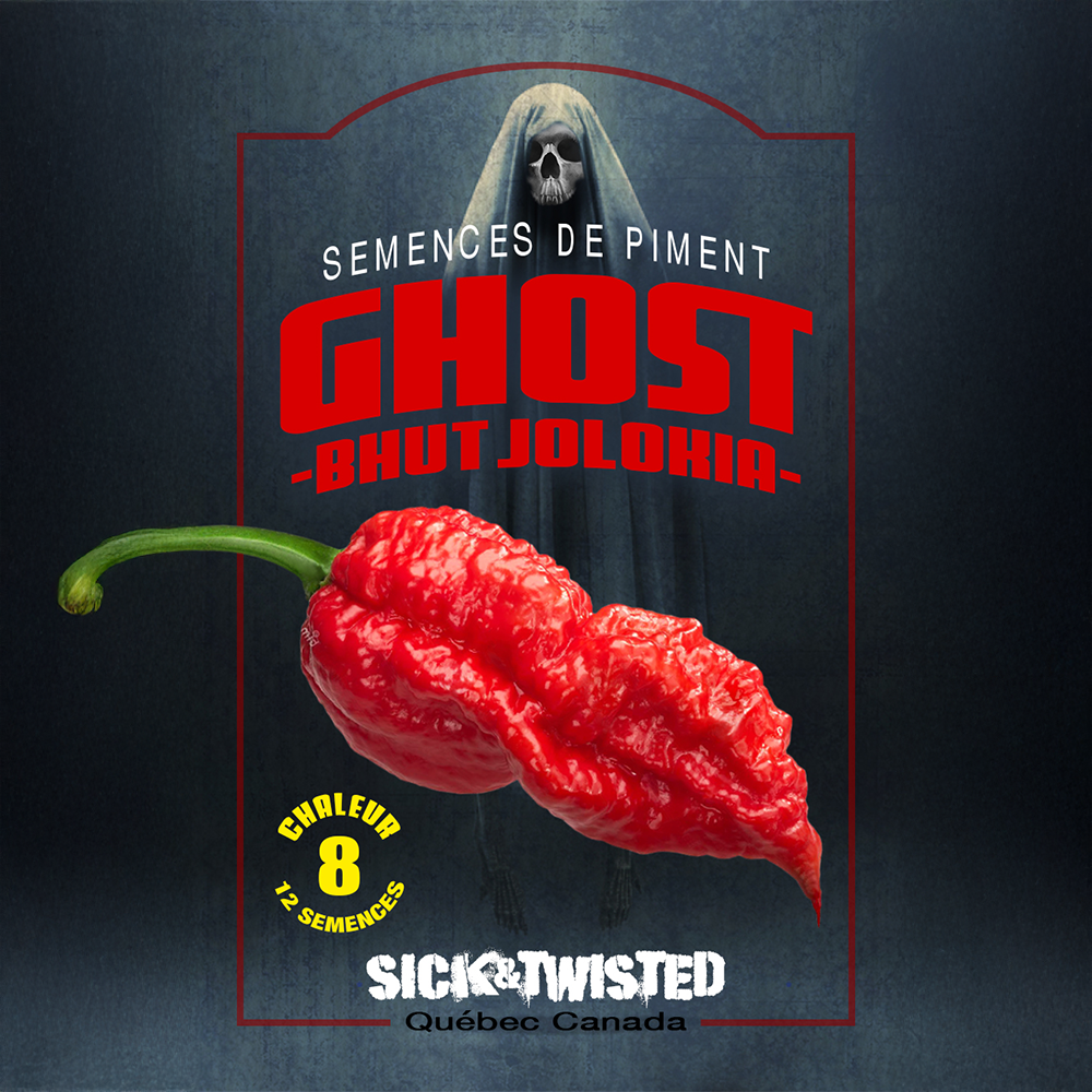 Vue rapprochée de Piment fort Ghost ‘Bhut Jolokia’ cultivé au soleil, avec un feuillage vert sain et des fruits caractéristiques bien visibles. La photo montre la forme, la couleur et le stade de maturité typiques de la variété sur un plant vigoureux. Les fruits se détachent nettement du feuillage et illustrent l’apparence recherchée au moment de la récolte.