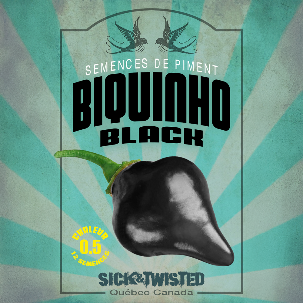 Vue rapprochée de Piment ‘Biquinho Black’ cultivé au soleil, avec un feuillage vert sain et des fruits caractéristiques bien visibles. La photo montre la forme, la couleur et le stade de maturité typiques de la variété sur un plant vigoureux. Les fruits se détachent nettement du feuillage et illustrent l’apparence recherchée au moment de la récolte.