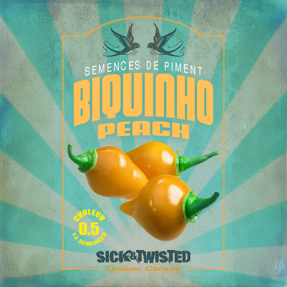 Vue rapprochée de Piment ‘Biquinho Peach’ cultivé au soleil, avec un feuillage vert sain et des fruits caractéristiques bien visibles. La photo montre la forme, la couleur et le stade de maturité typiques de la variété sur un plant vigoureux. Les fruits se détachent nettement du feuillage et illustrent l’apparence recherchée au moment de la récolte.