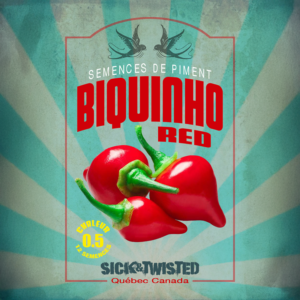 Vue rapprochée de Piment fort ‘Biquinho Rouge’ cultivé au soleil, avec un feuillage vert sain et des fruits caractéristiques bien visibles. La photo montre la forme, la couleur et le stade de maturité typiques de la variété sur un plant vigoureux. Les fruits se détachent nettement du feuillage et illustrent l’apparence recherchée au moment de la récolte.