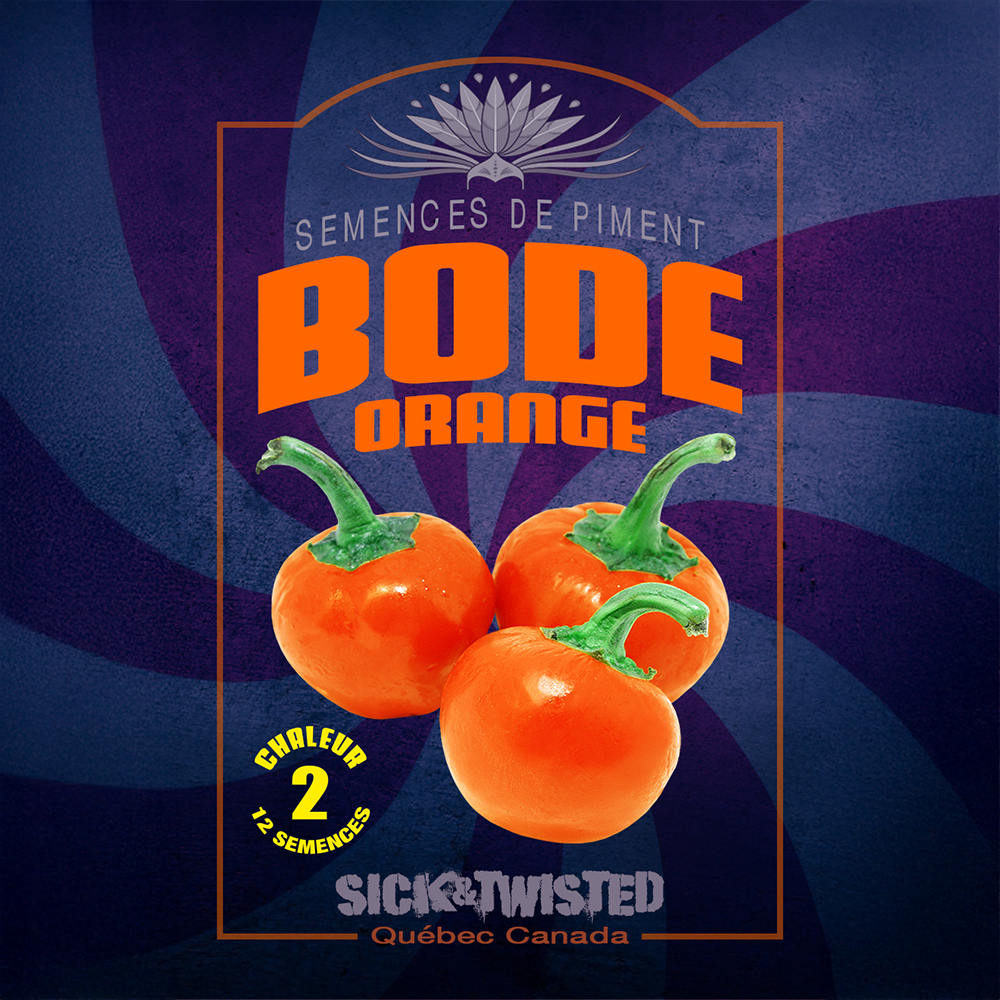 Close view of Bode Orange hot pepper growing in sun, with healthy green foliage and clearly visible characteristic fruit. The photograph shows the variety’s typical shape, colour and stage of ripeness on a vigorous plant. Fruit stands out against the foliage and illustrates the appearance expected at harvest. The image helps gardeners recognize the cultivar in a bed or container.