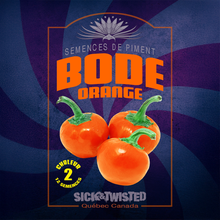 Close view of Bode Orange hot pepper growing in sun, with healthy green foliage and clearly visible characteristic fruit. The photograph shows the variety’s typical shape, colour and stage of ripeness on a vigorous plant. Fruit stands out against the foliage and illustrates the appearance expected at harvest. The image helps gardeners recognize the cultivar in a bed or container.