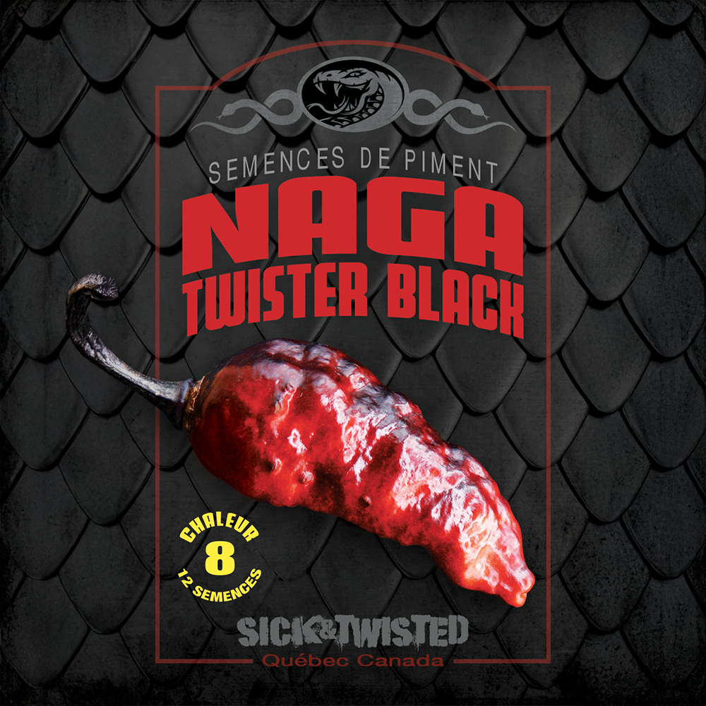 Vue rapprochée de Piment fort ‘Naga Twister Black’ cultivé au soleil, avec un feuillage vert sain et des fruits caractéristiques bien visibles. La photo montre la forme, la couleur et le stade de maturité typiques de la variété sur un plant vigoureux. Les fruits se détachent nettement du feuillage et illustrent l’apparence recherchée au moment de la récolte.