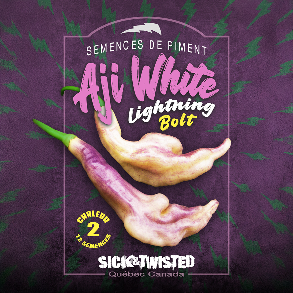 Aji White Lightning Bolt hot pepper (<em>Capsicum baccatum</em> ‘Aji White Lightning Bolt’)