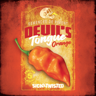 Vue rapprochée de Piment fort ‘Devil's Tongue Orange’ cultivé au soleil, avec un feuillage vert sain et des fruits caractéristiques bien visibles. La photo montre la forme, la couleur et le stade de maturité typiques de la variété sur un plant vigoureux. Les fruits se détachent nettement du feuillage et illustrent l’apparence recherchée au moment de la récolte.