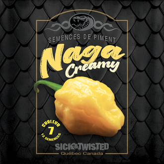 Vue rapprochée de Piment fort ‘Naga Creamy’ cultivé au soleil, avec un feuillage vert sain et des fruits caractéristiques bien visibles. La photo montre la forme, la couleur et le stade de maturité typiques de la variété sur un plant vigoureux. Les fruits se détachent nettement du feuillage et illustrent l’apparence recherchée au moment de la récolte.