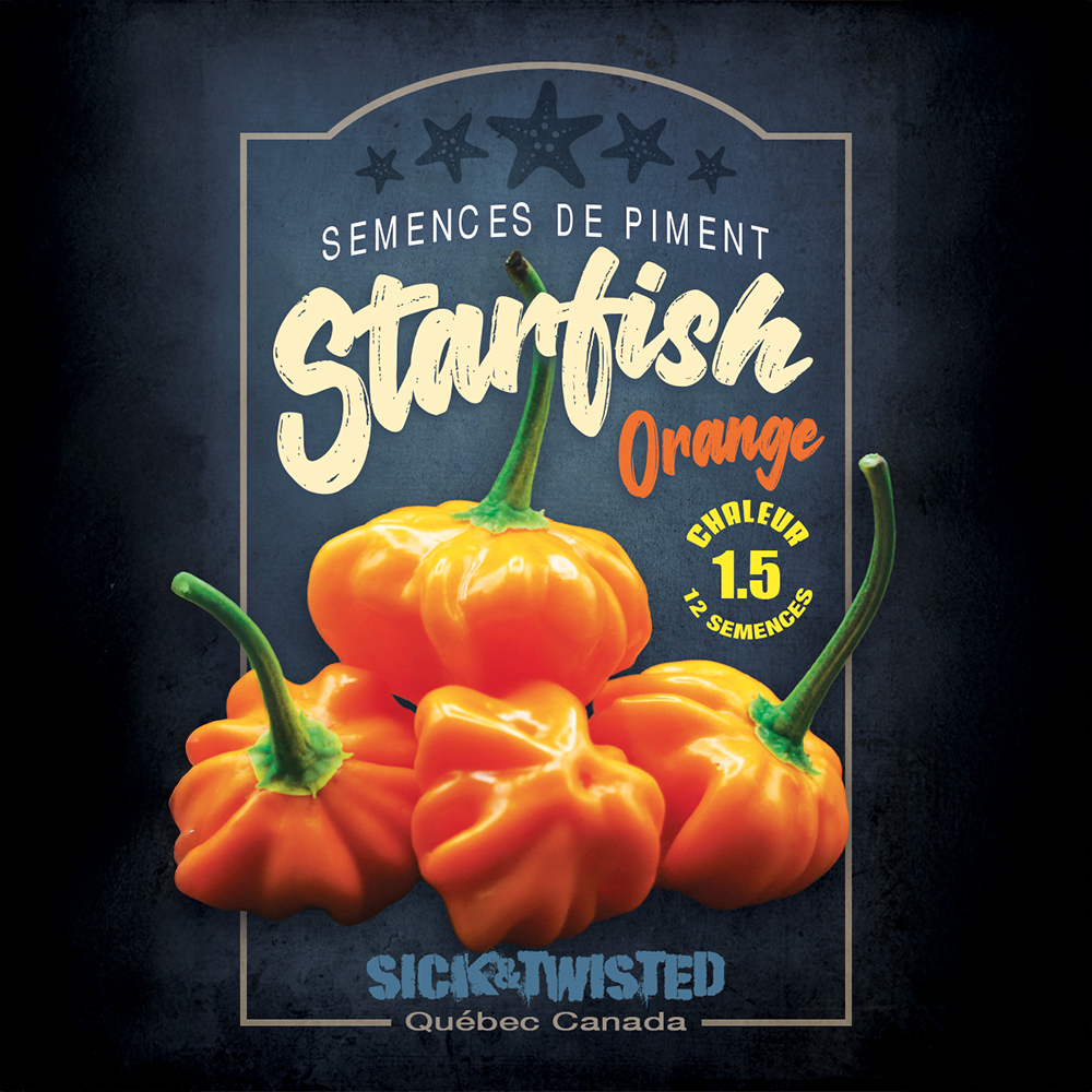Starfish Orange hot pepper (<em>Capsicum baccatum</em> ‘Starfish Orange’)
