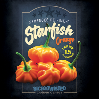 Vue rapprochée de Piment fort ‘Starfish Orange’ cultivé au soleil, avec un feuillage vert sain et des fruits caractéristiques bien visibles. La photo montre la forme, la couleur et le stade de maturité typiques de la variété sur un plant vigoureux. Les fruits se détachent nettement du feuillage et illustrent l’apparence recherchée au moment de la récolte.