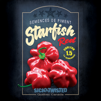 Vue rapprochée de Piment fort Starfish Red ‘Brazilian Starfish Red’ cultivé au soleil, avec un feuillage vert sain et des fruits caractéristiques bien visibles. La photo montre la forme, la couleur et le stade de maturité typiques de la variété sur un plant vigoureux. Les fruits se détachent nettement du feuillage et illustrent l’apparence recherchée au moment de la récolte.
