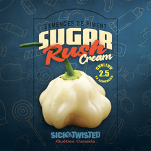 Sugar Rush Cream hot pepper (<em>Capsicum baccatum</em> ‘Sugar Rush Cream’)