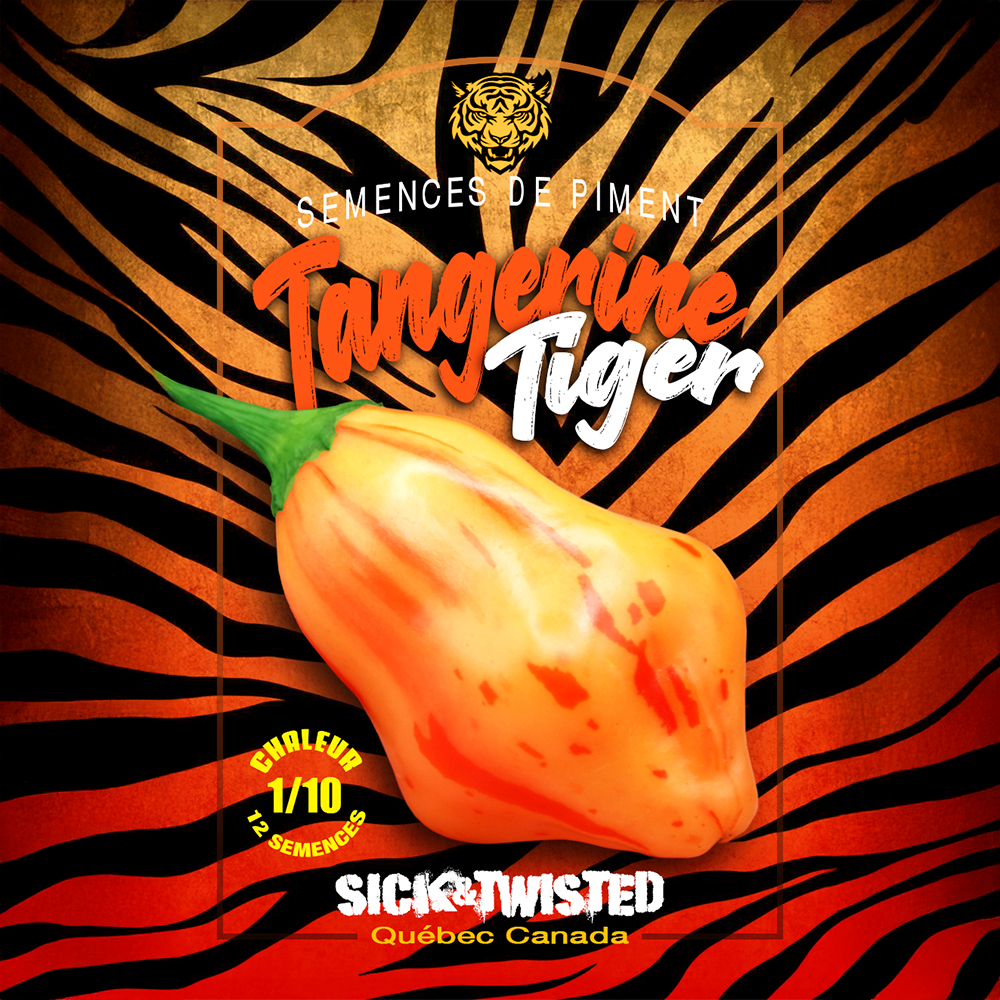 Tangerine Tiger pepper (<em>Capsicum baccatum</em>)
