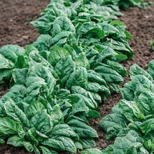 Organic 'Bloomsdale' Spinach