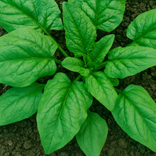 Organic 'Viroflay' spinach