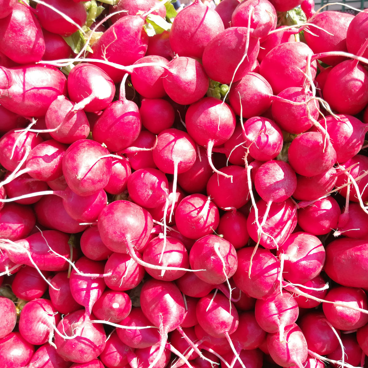 Visuel principal associé à Radis 'Pink Beauty', semences offertes par Cutleaf Seed. Cette image accompagne la fiche pour relier clairement le produit à son emballage ou à la culture présentée. Elle complète les renseignements de semis, de culture et de récolte, sans remplacer les indications propres au lot ni les conseils détaillés figurant sur le sachet.