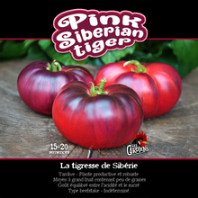 Pink Siberian Tiger tomato (<em>Solanum lycopersicum</em> ‘Pink Siberian Tiger’)