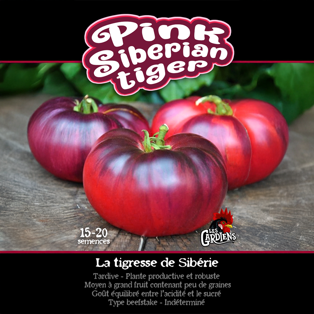 Pink Siberian Tiger tomato (<em>Solanum lycopersicum</em> ‘Pink Siberian Tiger’)