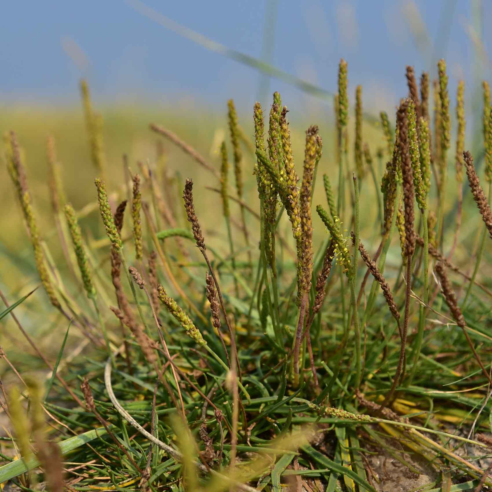 Plantain maritime adulte dans son milieu de culture, avec une rosette de feuilles vert foncé, étroites et lancéolées, surmontée de hampes dressées portant de petits épis floraux. Cette vue illustre le port compact de Plantago maritima, une vivace indigène adaptée au soleil, aux sols drainés et aux conditions salines.