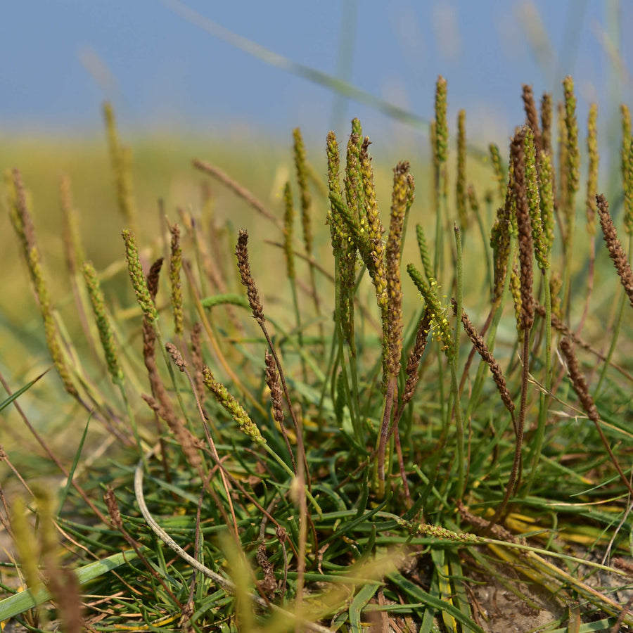 Plantain maritime adulte dans son milieu de culture, avec une rosette de feuilles vert foncé, étroites et lancéolées, surmontée de hampes dressées portant de petits épis floraux. Cette vue illustre le port compact de Plantago maritima, une vivace indigène adaptée au soleil, aux sols drainés et aux conditions salines.