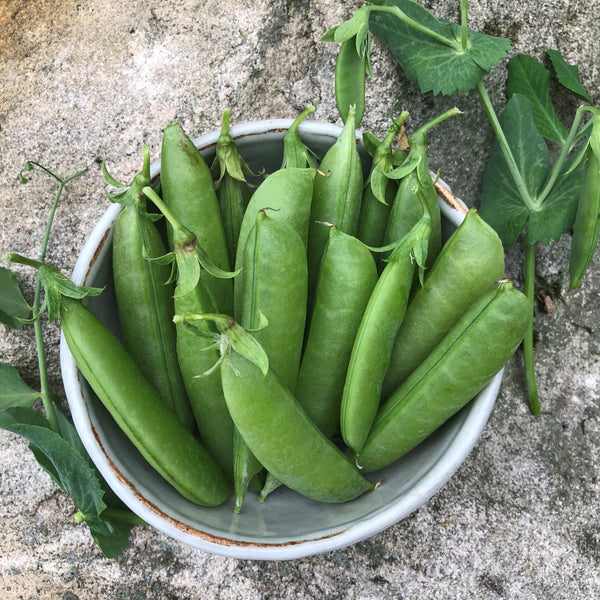 Organic 'Sugar Snap' peas