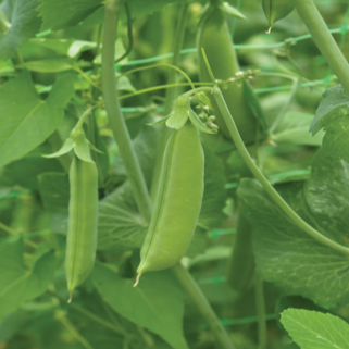 Pois vert 'Sugar Ann' bio