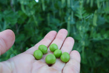 'Magnum Bonum' peas