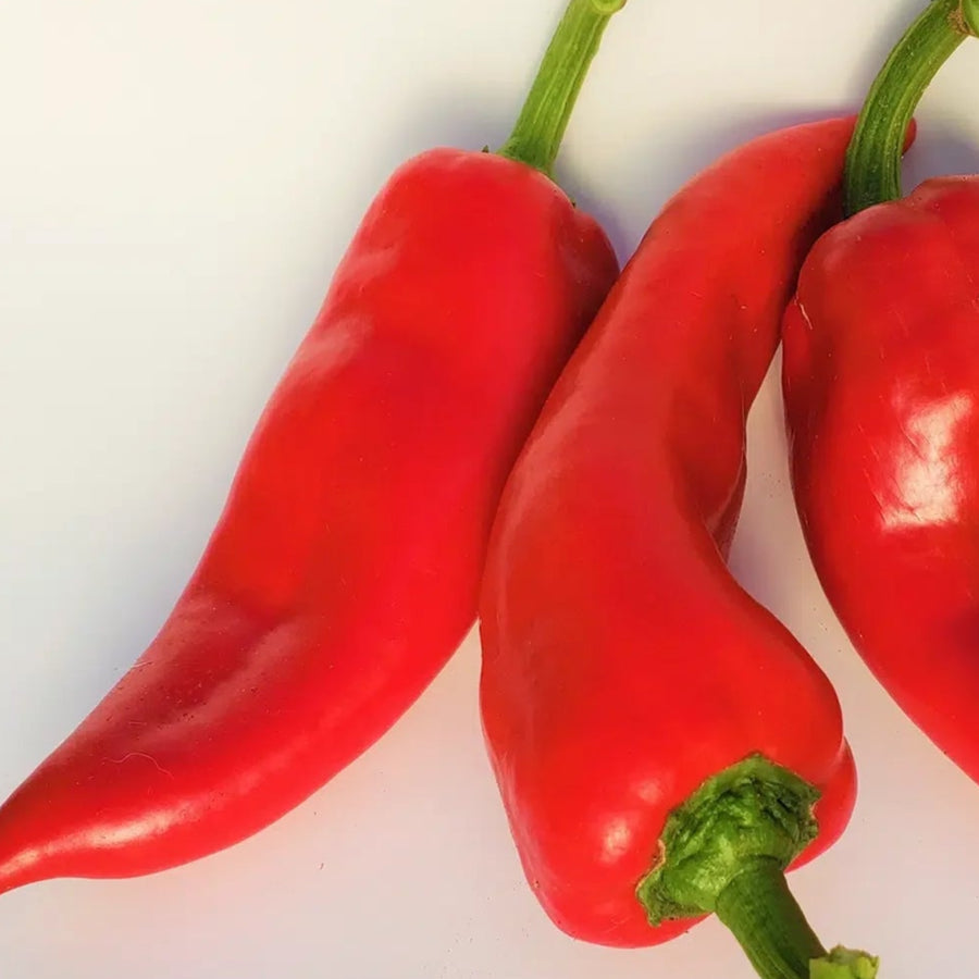 Organic red ‘Ajvarski’ sweet pepper (<em>Capsicum annuum</em> ‘Ajvarski’)