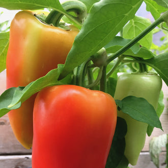 Poivron marbré Antohi Romania. Poivrons verts, orange et rouges encore attachés aux plants. Le cadrage permet de voir les formes, les couleurs et les détails du sujet représenté. Les contours se détachent du fond de l’image, avec des différences de teinte et de texture visibles sur les surfaces. Cette vue accompagne la présentation du produit dans la boutique.