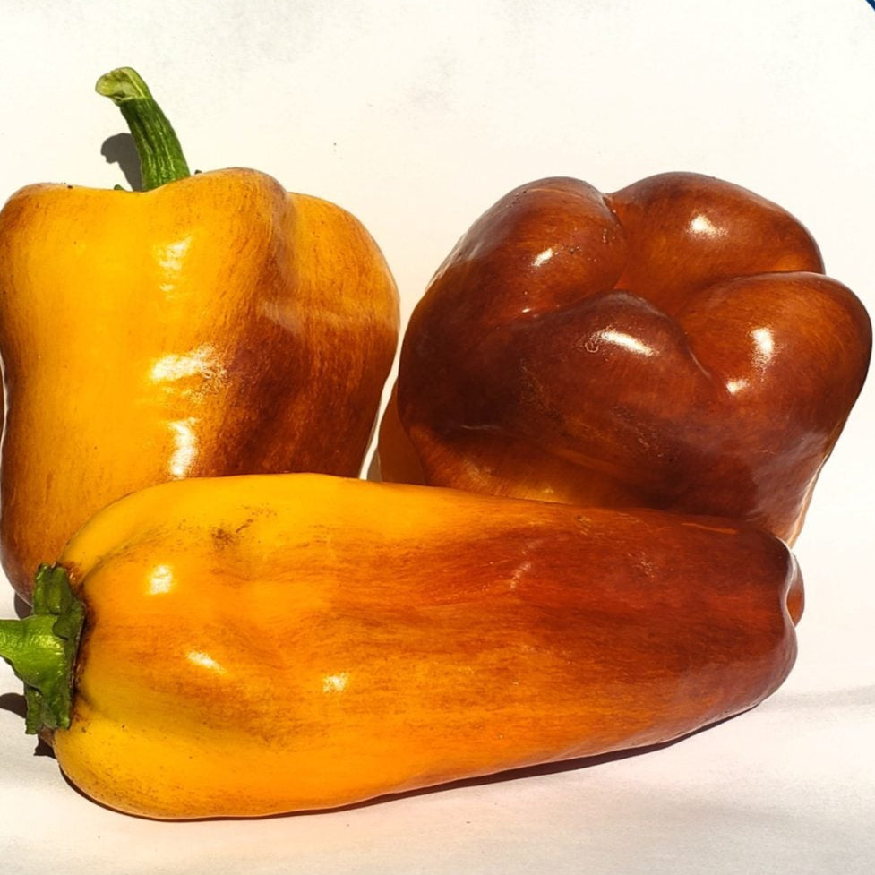 selection of approximately 25 organic marbled 'Blot' sweet pepper seeds with a compact plant bearing elongated, lobed fruit showing cream, lavender, purple, orange, and red areas. The image helps identify this open-pollinated Capsicum annuum with thick, crisp, juicy flesh for Canadian gardens, containers, and fresh cooking. The different colour areas illustrate natural ripening and the possible harvest stages.
