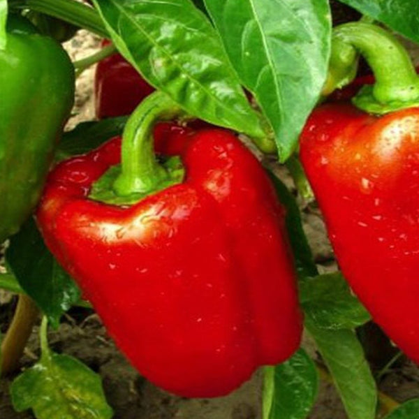 Organic 'California Wonder' red pepper