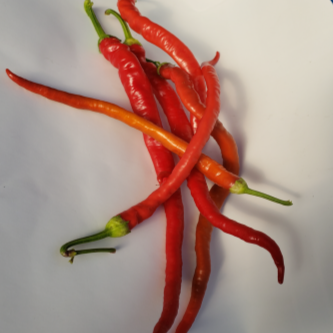 Poivron rouge ‘Corbaci’ bio (<em>Capsicum annuum</em> ‘Corbaci’)