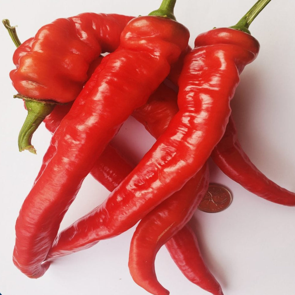 Poivron rouge 'Jimmy Nardello' bio