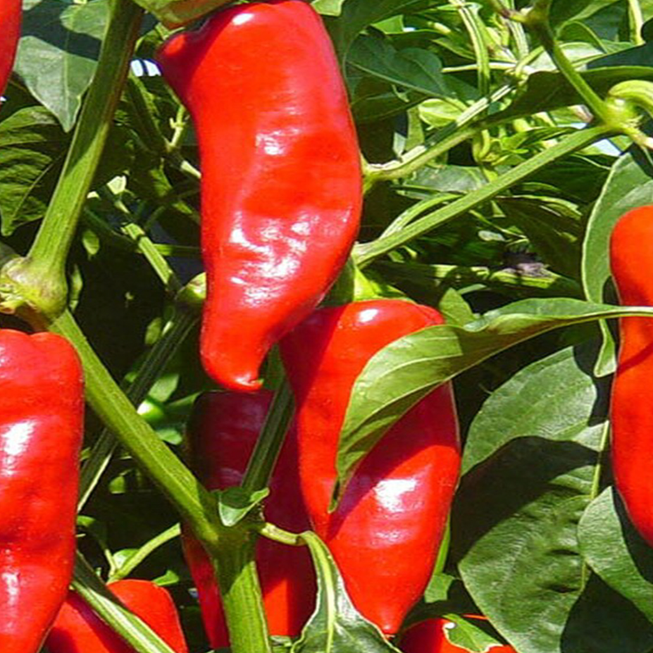 Organic ‘Stocky Red Roaster’ sweet pepper (<em>Capsicum annuum</em>)