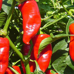 Poivron rouge 'Stocky Red Roaster' bio