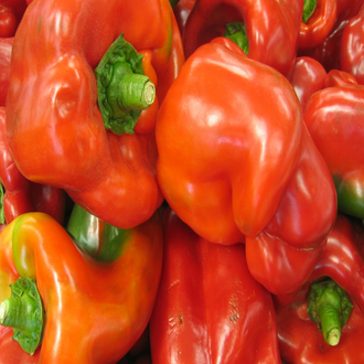 format illustré d’environ 10 semences biologiques de poivron rouge ‘Yankee Bell’ avec un plant portant des fruits moyens, carrés et charnus à trois ou quatre lobes, verts puis rouges. L’image aide à reconnaître ce Capsicum annuum reproductible et hâtif, adapté aux potagers et contenants des régions nordiques pendant tout l’été.