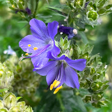Polémoine rampante en fleurs, vivace aux fleurs bleu violet.