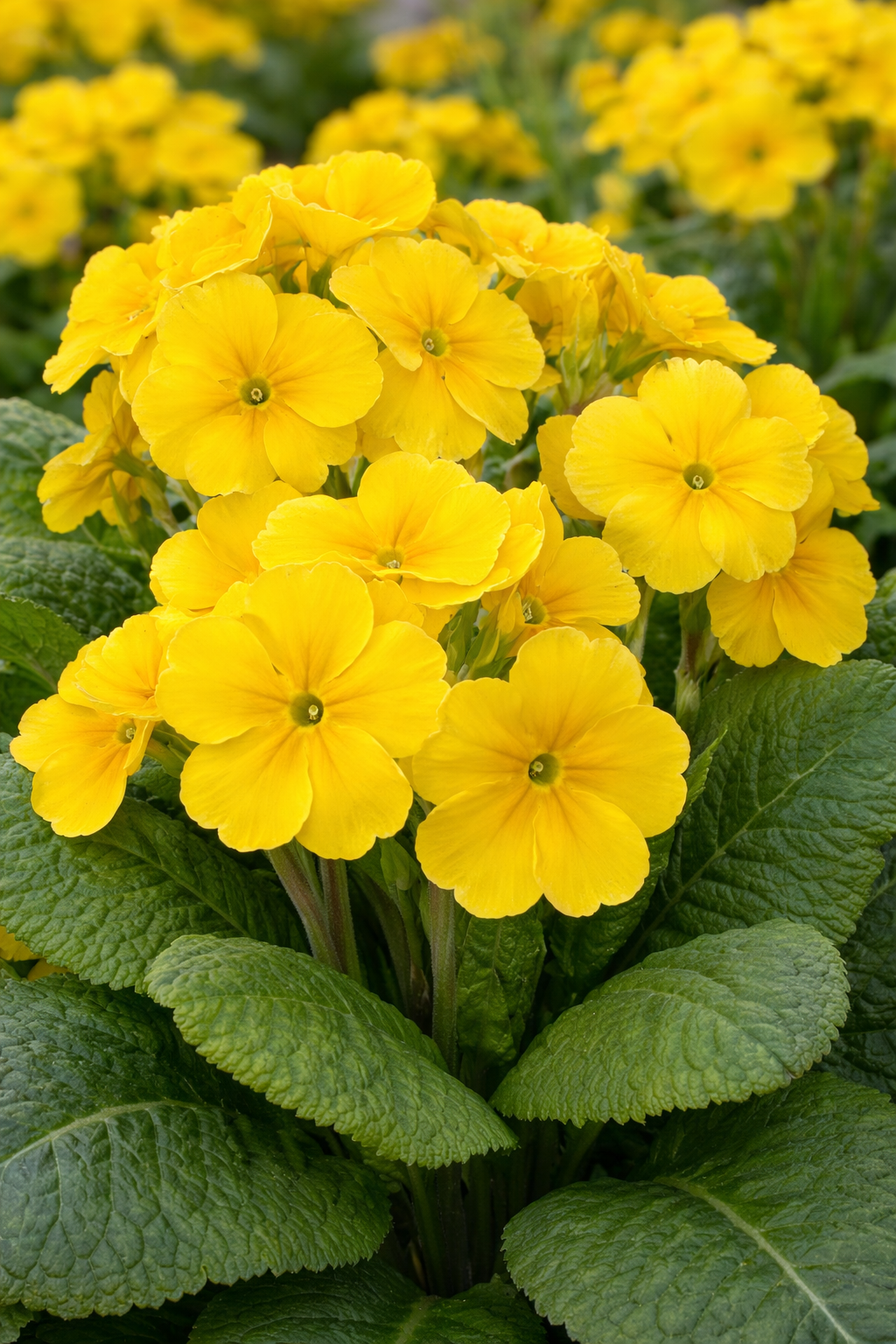 Polianthes jaune