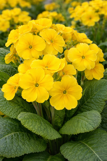 Polianthes jaune