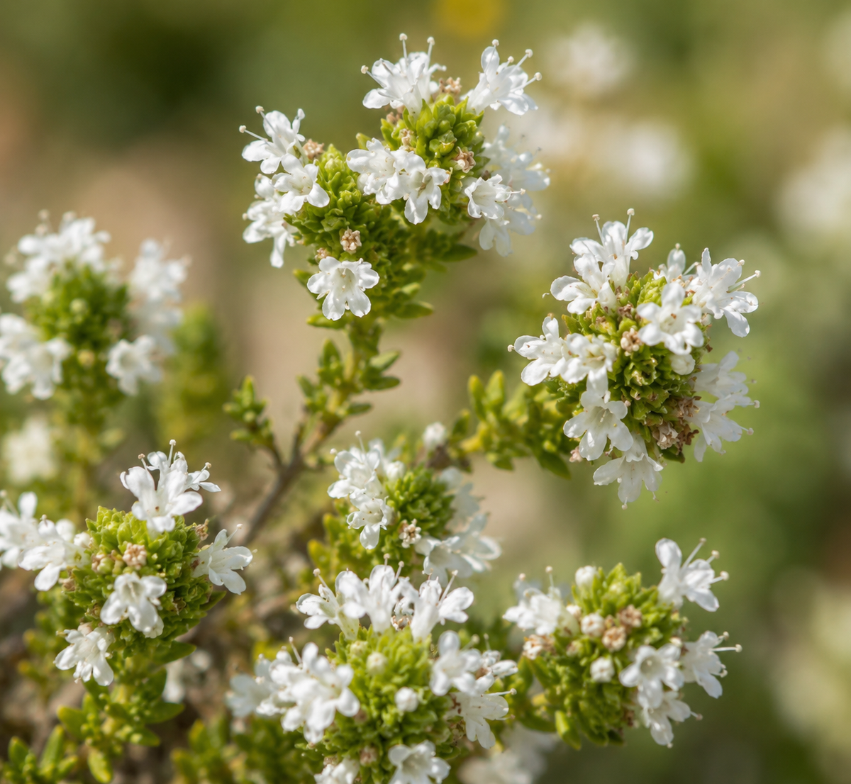 Portuguese thyme