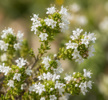 Portuguese thyme