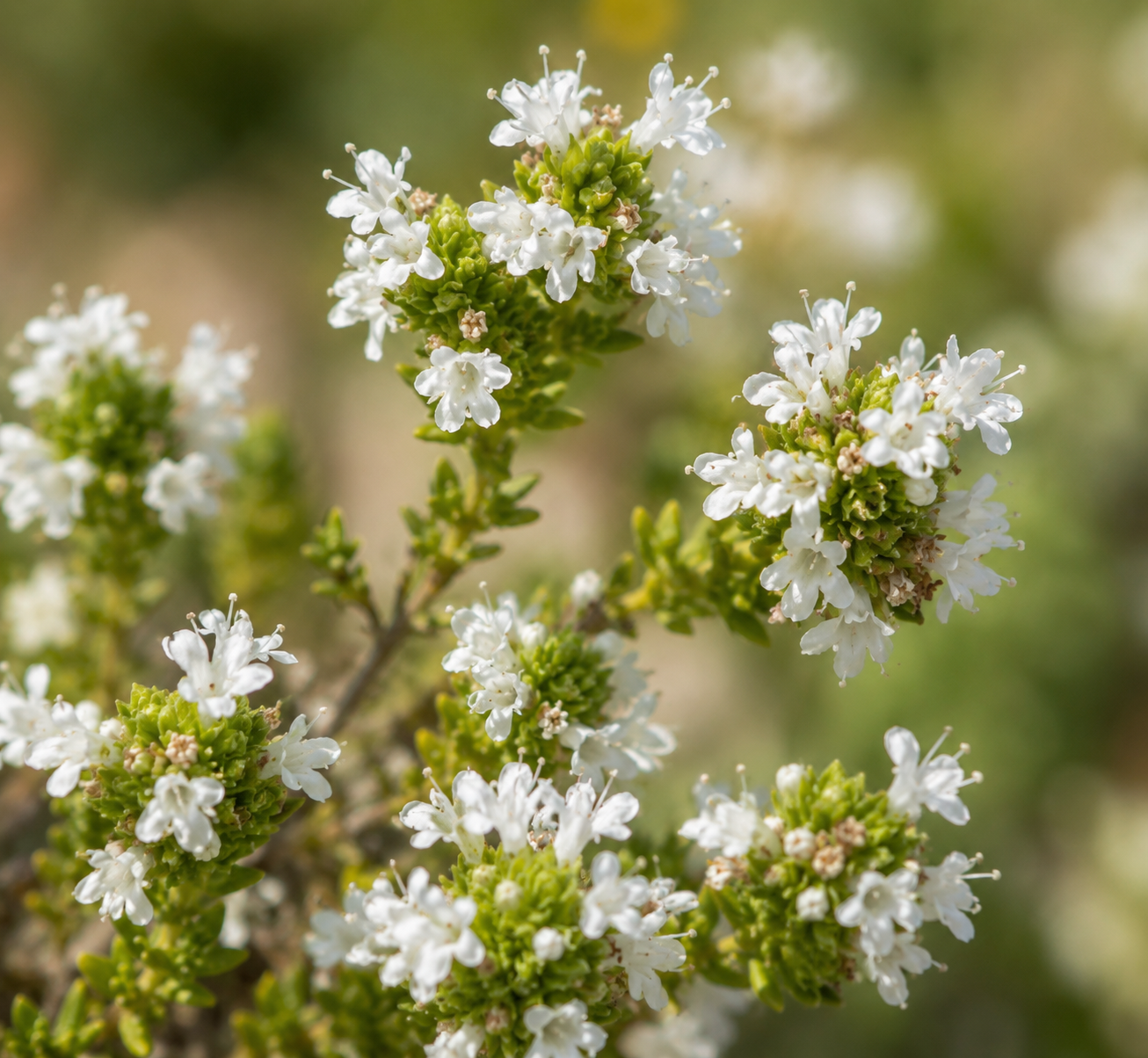 Portuguese thyme