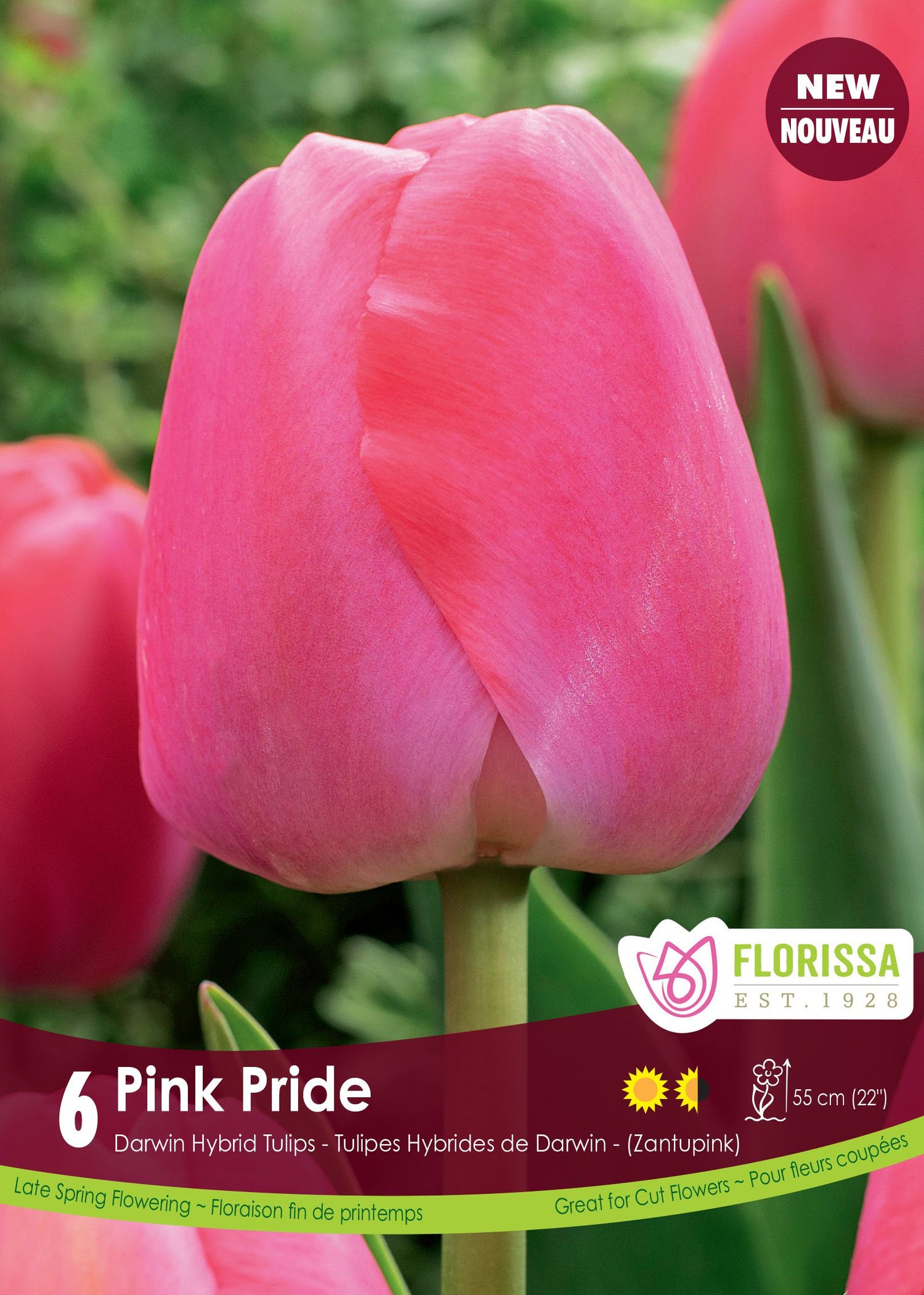  Pink Pride Tulip