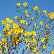 Image officielle de Silphie térébinthinacée, Silphium terebinthinaceum, associée au petit sachet de.