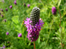 Image officielle 7 de Mélange de fleurs sauvages facile à cultiver, semences à créer.