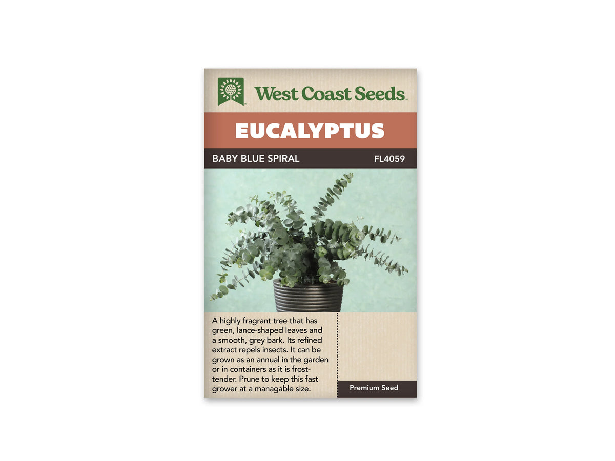 Sachet Baby Blue Spiral de West Coast Seeds sur fond blanc. La photo montre des rameaux aux petites feuilles rondes gris bleu dans un pot sombre à rainures. Les tiges partent dans plusieurs directions devant un fond vert pâle. Le bandeau orangé indique Eucalyptus; la bande brune porte Baby Blue Spiral et le code FL4059.
