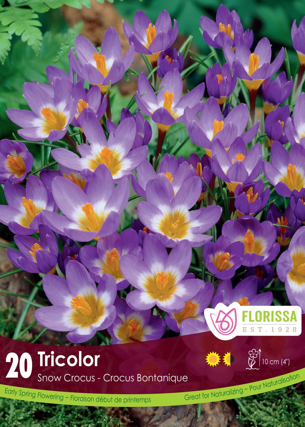 Tricolor Crocus