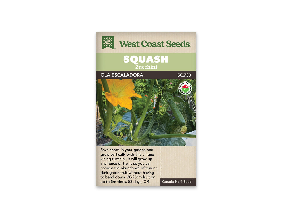 Sachet beige de semences Ola Escaladora avec bandeau vert pâle, nom sur fond brun et mention biologique. La photographie montre un plant conduit verticalement, avec des tiges attachées, de grandes feuilles vertes et une fleur jaune à gauche. Une longue courgette vert foncé pend à droite, avec un reste de fleur sèche à son extrémité.