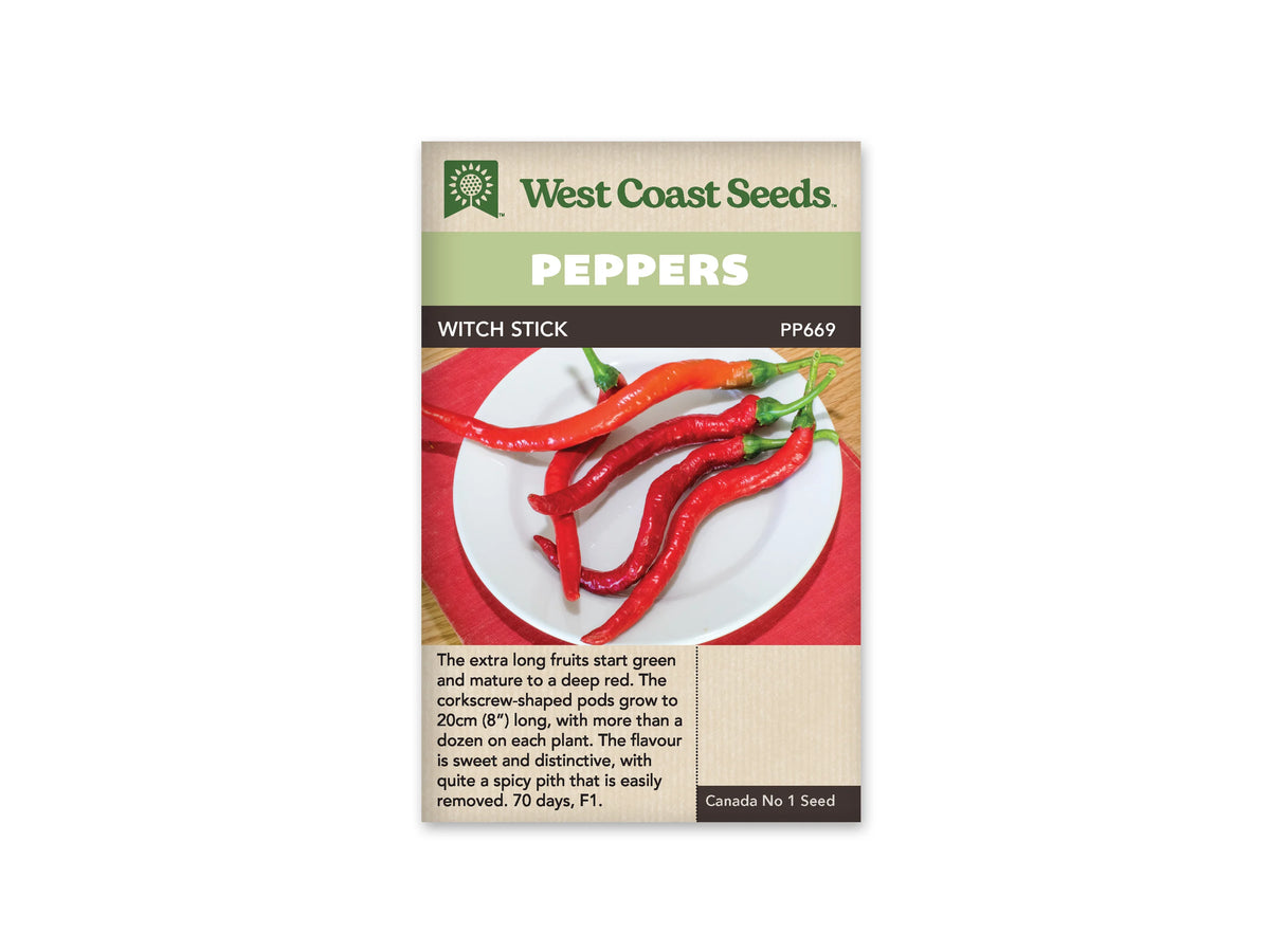 Sachet West Coast Seeds de piment Witch Stick avec bandeau vert et nom sur une ligne foncée. La photo montre plusieurs longs fruits rouges, fins et courbés, disposés sur une assiette blanche à bord rouge. Leurs pédoncules verts sont groupés vers le haut. Les fruits présentent des formes sinueuses. Le texte apparaît dans le bas beige du sachet.
