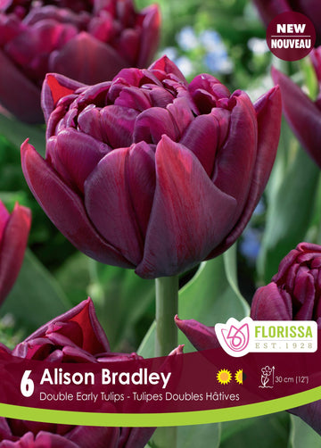 Alison Bradley Tulip